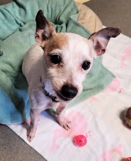 Sugar - Short Coat Chihuahua available for adoption