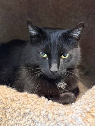Olive - Domestic Shorthair available for adoption