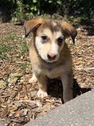 Comet - Shepherd available for adoption at North Bay & District Humane Society in North Bay