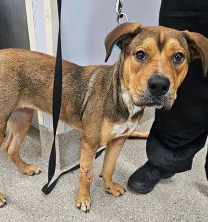 Sassy - Shepherd available for adoption at North Bay & District Humane Society in North Bay
