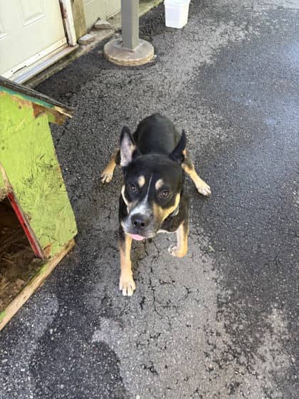 Toby - Rottweiler available for adoption at North Bay & District Humane Society in North Bay