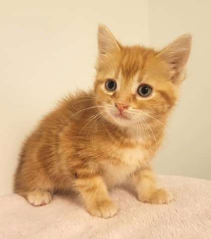 Topaz - Domestic Shorthair cat available for adoption at North Bay & District Humane Society in North Bay