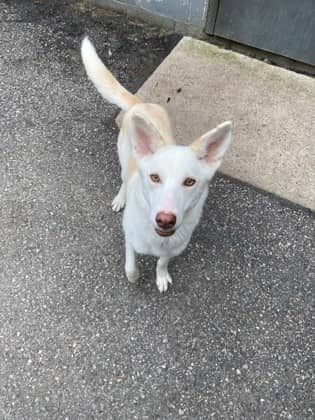 Emperor - Alaskan Husky available for adoption
