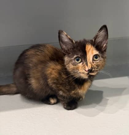 Rebecca - Domestic Shorthair cat available for adoption at North Bay & District Humane Society in North Bay