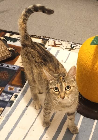 Moxie - Domestic Shorthair cat available for adoption at North Bay & District Humane Society in North Bay