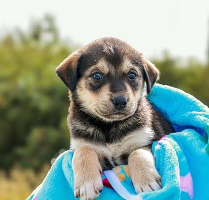 Cooper - Labrador Retriever available for adoption