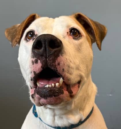 Rosa - American Bulldog available for adoption at North Bay & District Humane Society in North Bay