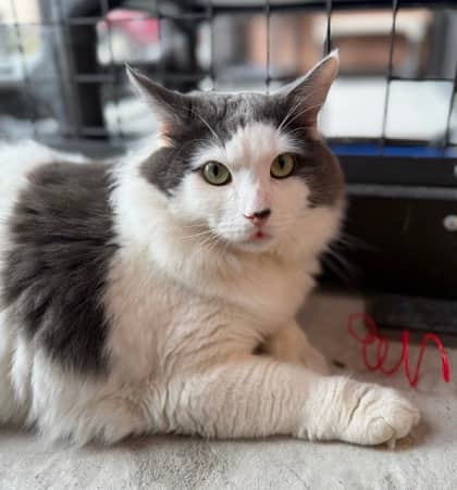 Lucas - Domestic Longhair cat available for adoption in Ontario