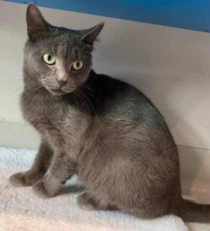 Sapphire - Domestic Shorthair cat available for adoption at North Bay & District Humane Society in North Bay