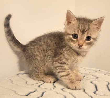 Klondike - Domestic Shorthair cat available for adoption at North Bay & District Humane Society in North Bay