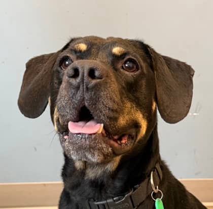 Knox - Rottweiler available for adoption at North Bay & District Humane Society in North Bay