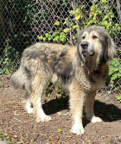 Sully - Great Pyrenees available for adoption at North Bay & District Humane Society in North Bay