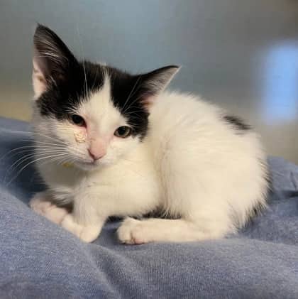 Gwen - Domestic Shorthair cat available for adoption at North Bay & District Humane Society in North Bay