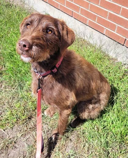 Lucy - Retriever available for adoption