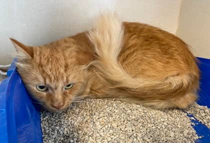 Turtle - Domestic Medium Hair available for adoption