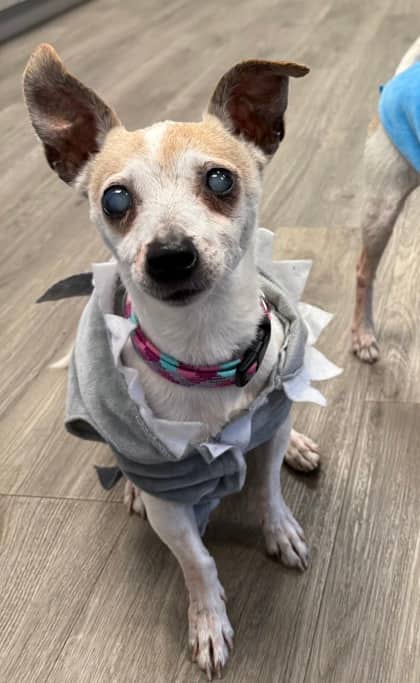 Two Patch - Short Coat Chihuahua available for adoption