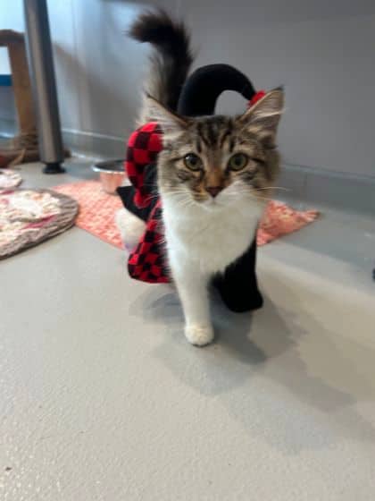 Violet - Domestic Medium Hair cat available for adoption at North Bay & District Humane Society in North Bay