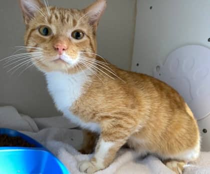 Woodchip - Domestic Shorthair cat available for adoption at North Bay & District Humane Society in North Bay