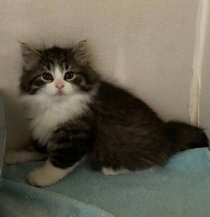 Baby Spice - Domestic Longhair cat available for adoption at North Bay & District Humane Society in North Bay