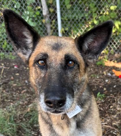 Princess - German Shepherd available for adoption at North Bay & District Humane Society in North Bay