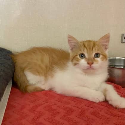 Posh Spice - Domestic Shorthair available for adoption