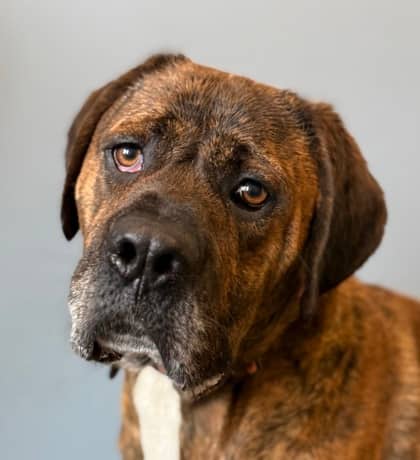 Tiger - Mastiff available for adoption