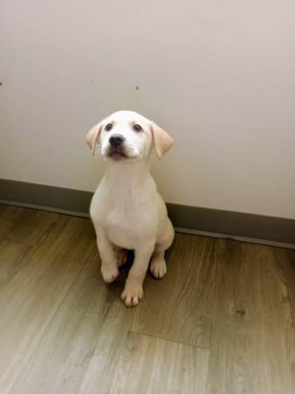 Loki - Labrador Retriever available for adoption at North Bay & District Humane Society in North Bay