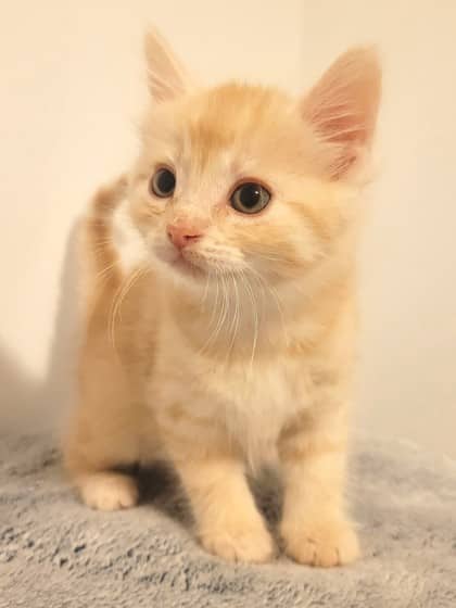 Diesel - Domestic Shorthair available for adoption