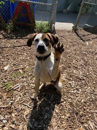 Huckleberry - Hound available for adoption at North Bay & District Humane Society in North Bay