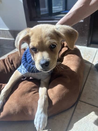 Scrap - Beagle available for adoption at North Bay & District Humane Society in North Bay