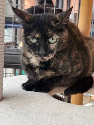 Canari - Domestic Shorthair available for adoption