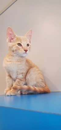 Fred - Domestic Medium Hair cat available for adoption at North Bay & District Humane Society in North Bay