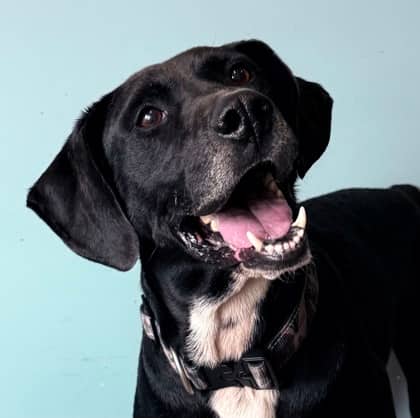 Rowdy - Labrador Retriever available for adoption