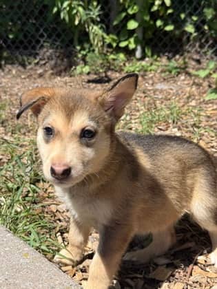 Halley - Shepherd available for adoption at North Bay & District Humane Society in North Bay
