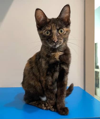 Hermoine - Domestic Shorthair available for adoption