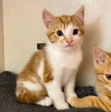 Scary Spice - Domestic Shorthair cat available for adoption at North Bay & District Humane Society in North Bay