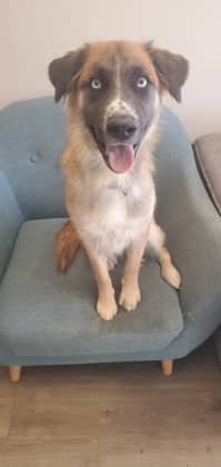 Spike - Alaskan Husky available for adoption at North Bay & District Humane Society in North Bay