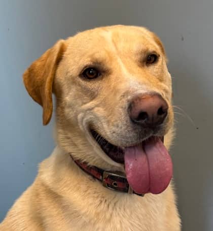 Jebb - Labrador Retriever available for adoption at North Bay & District Humane Society in North Bay