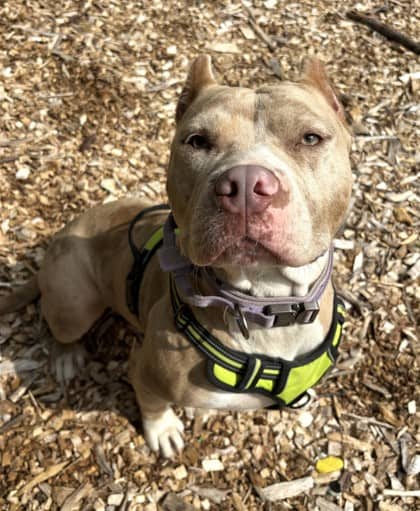 Clementine - American Bulldog available for adoption