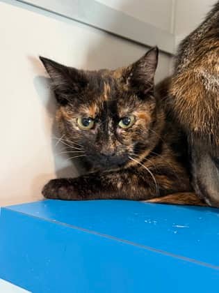 Korrina - Domestic Shorthair cat available for adoption at North Bay & District Humane Society in North Bay