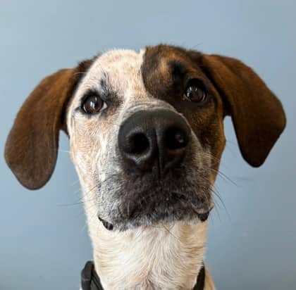 Huckleberry - Hound available for adoption at North Bay & District Humane Society in North Bay