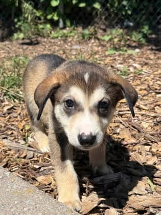 Rocket - Shepherd available for adoption