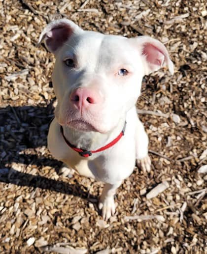 Mini - Argentine Dogo available for adoption at North Bay & District Humane Society in North Bay