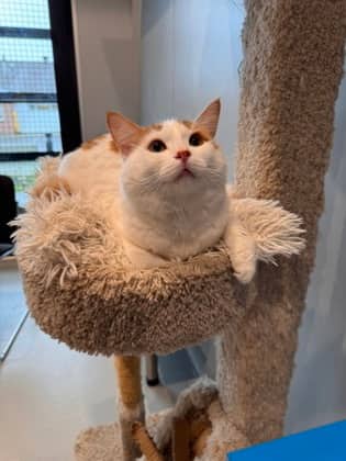 Bumblebee - Domestic Medium Hair cat available for adoption at North Bay & District Humane Society in North Bay