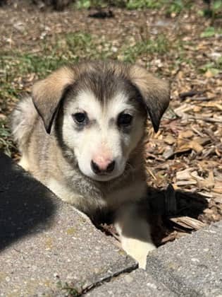 Milky Way - Shepherd available for adoption