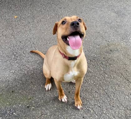 Caramel - Bulldog available for adoption at North Bay & District Humane Society in North Bay
