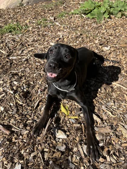 Morrigan - Labrador Retriever available for adoption