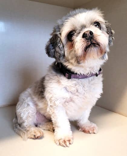 Kenzie - Shih Tzu available for adoption at North Bay & District Humane Society in North Bay