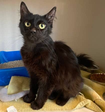 Beluga - Domestic Medium Hair available for adoption