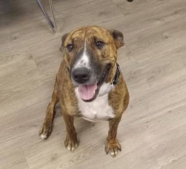 Gourdie - Mountain Cur available for adoption at North Bay & District Humane Society in North Bay